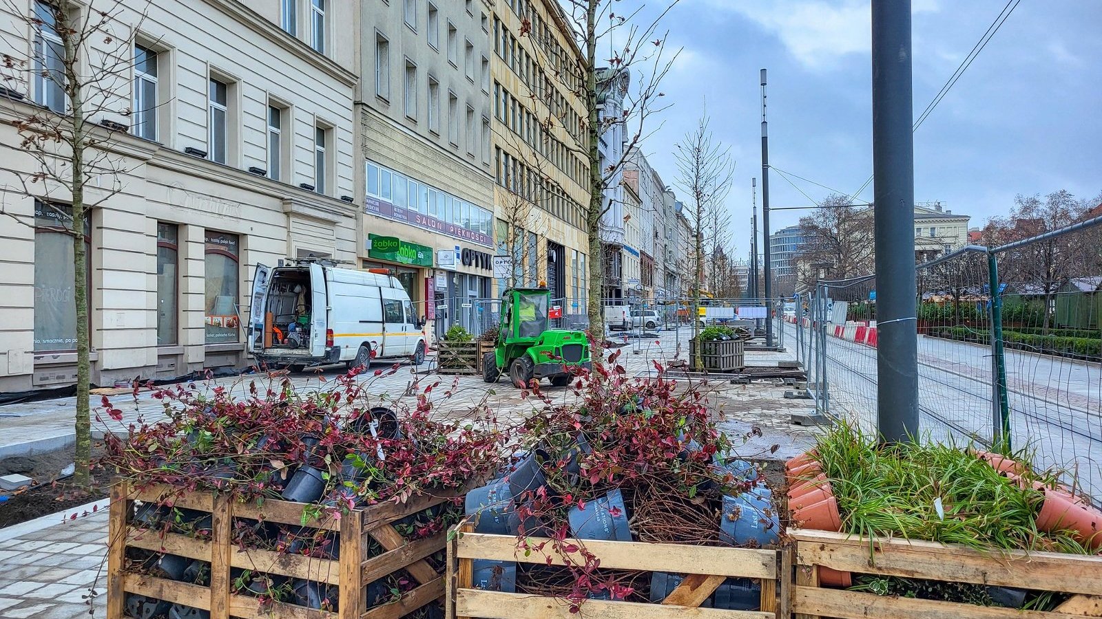 Galeria zdjęć nowo posadzonych roślin przy placu Wolności