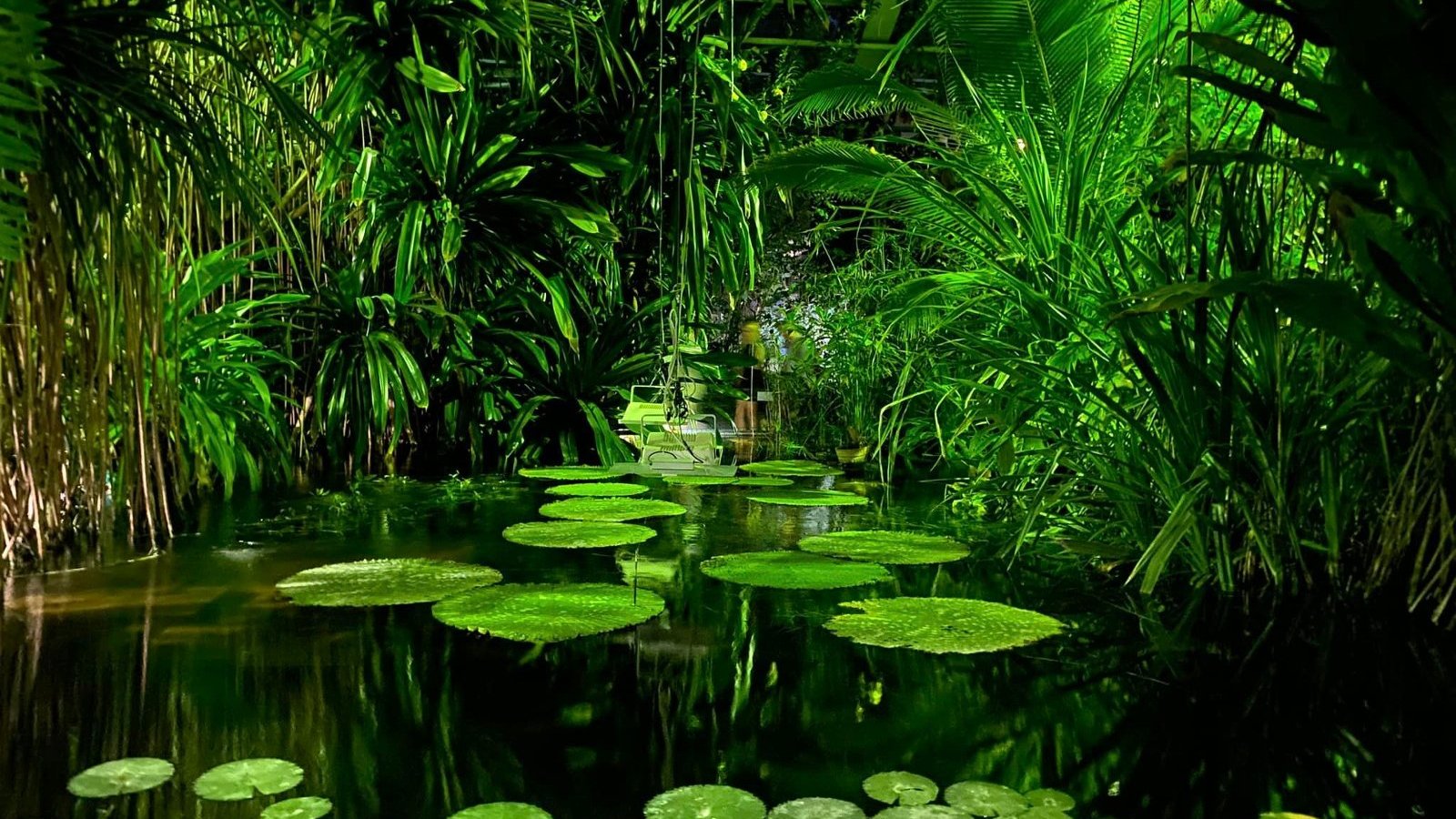 Zdjęcie przedstawia egzotyczne rośliny wodne.