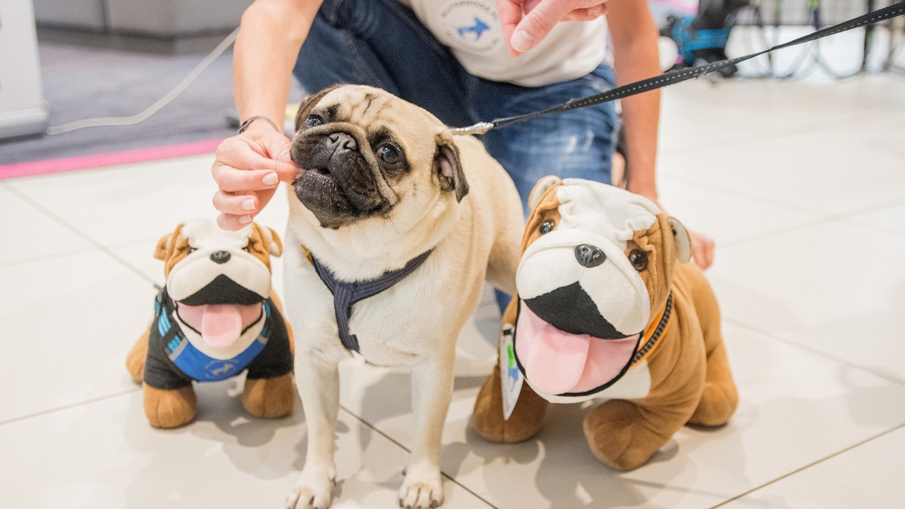 Mops stoi na kafelkowej podłodze obok dwóch pluszowych psów przypominających buldogi. Osoba ubrana w białą koszulę i niebieskie dżinsy trzyma przed mopsem smaczek, który pies ma zamiar zjeść. Mops jest w uprzęży, a pluszowe psy są ustawione po obu stronach mopsa.