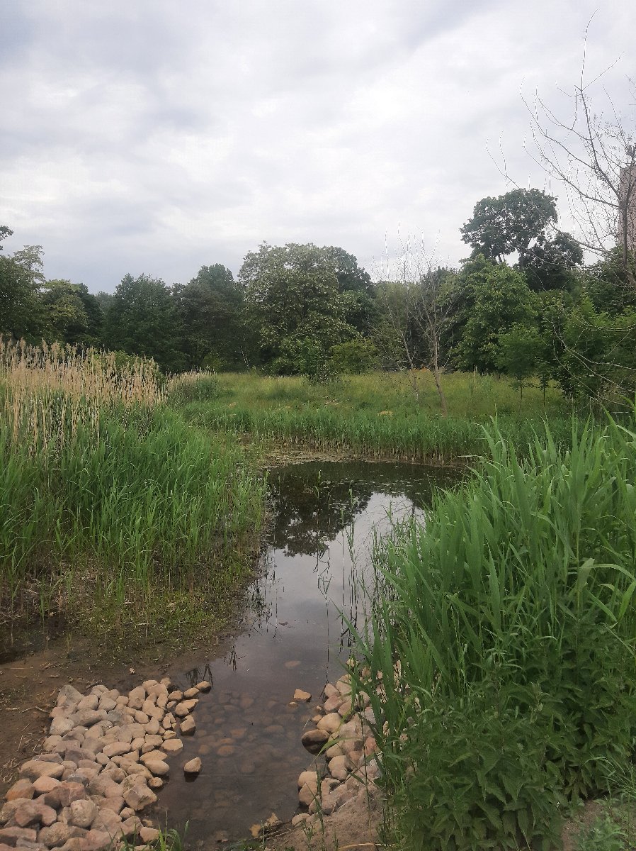 Użytek ekologiczny "Traszki ratajskie". Fot. Wydział Klimatu i Środowiska UMP.