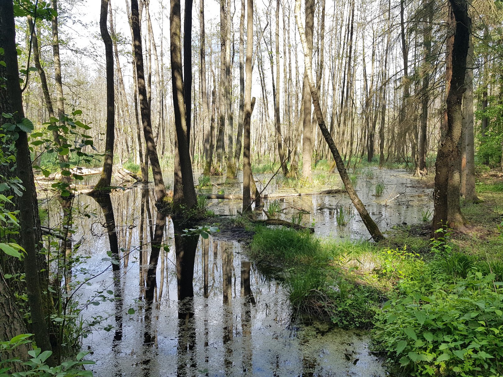 Zagospodarowanie wód opadowych w poznańskich lasach. Fot. Aquanet Retencja Sp. z o.o.