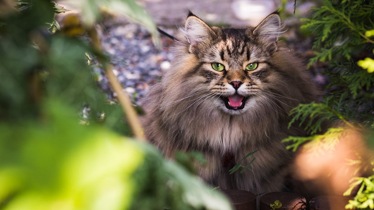 Zdjęcie kota syberyjskiego. Kot ma brązowo-beżową, długą sierść i zielone oczy. Siedzi wśród drzew.