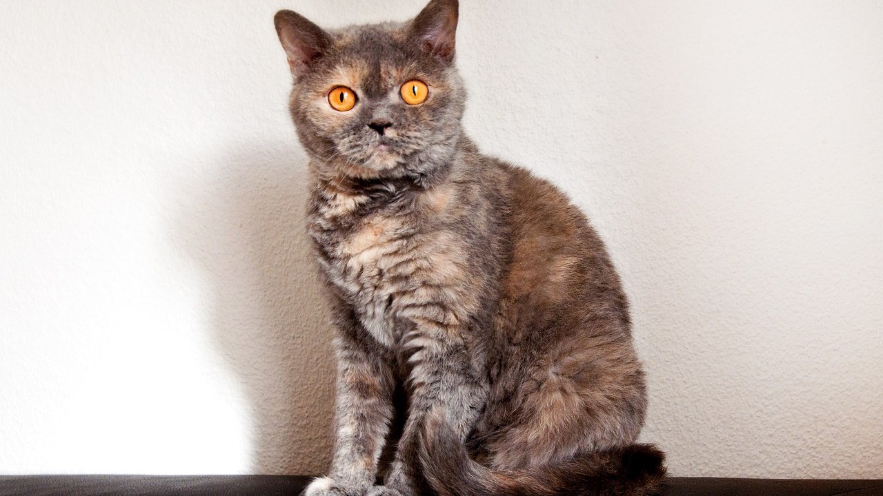Zdjęcie kota Selkirk Rex. Brązowy kot z jaśniejszymi plamkami. Ma duże, żółte oczy i lekko falowaną sierść.