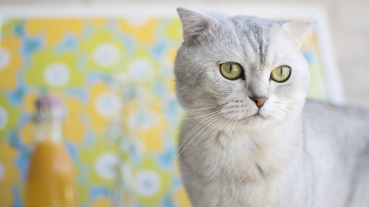 Zdjęcie kota szkockiego. Kot jest szary, ma krótką sierść i zielone oczy. Stoi na tle żółto-zielonej tapety w kwiatki.
