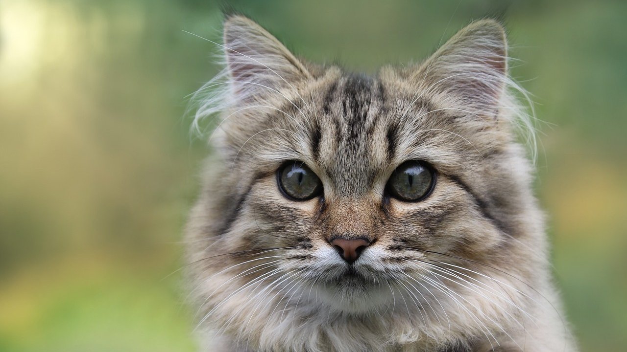 Zbliżenie na pyszczek kota norweskiego leśnego. Kot ma grubą sierść, ale mały pyszczek, oczy i uszy. Z jego uszu wystają długie białe włoski. Sierść jest jasna w ciemne pręgi.