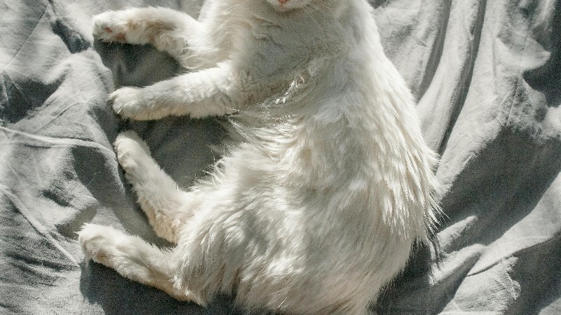 Biały kot z długą sierścią leży bokiem na szarym prześcieradle. Na kota padają promienie słoneczne. Zdjęcie jest zrobione z góry.