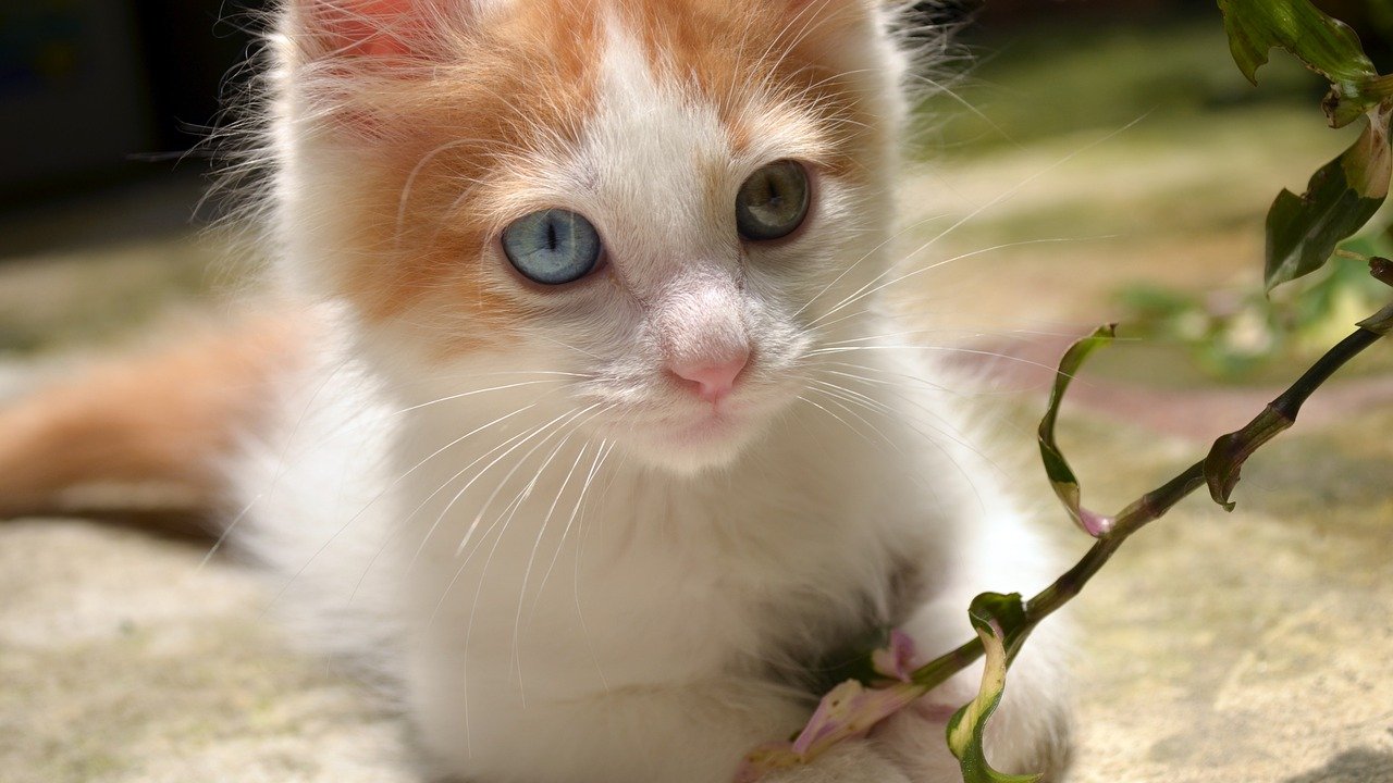 Mały biały kotek z rudymi uszami i ogonem. Ma dwukolorowe oczy. Bawi się gałązką.