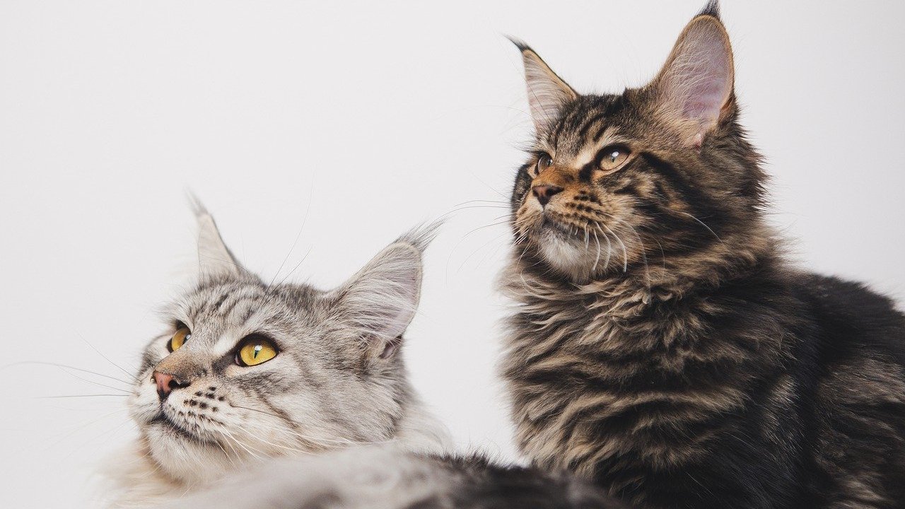Dwa koty rasy Maine Coon siedzą obok siebie. Jeden jest jasny, prawie biały a drugi brązowy. Koty mają długie uszy, żółte oczy i długą sierść.