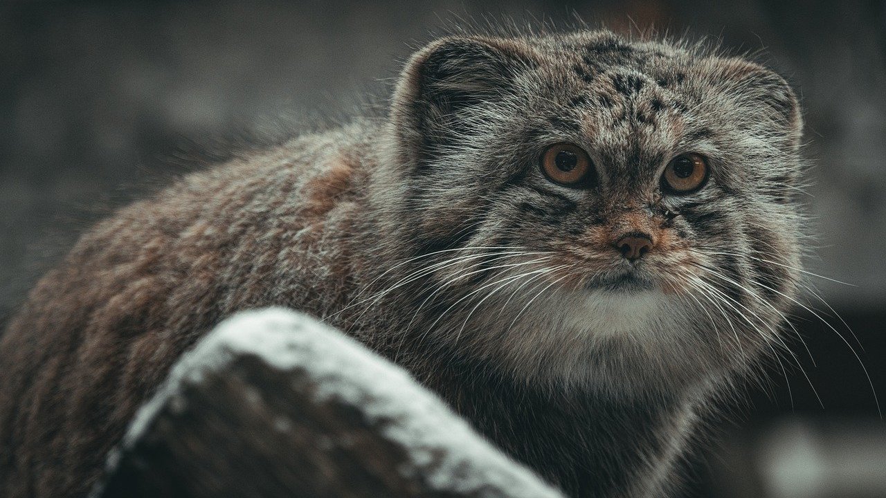 Na zdjęciu dziki kot manul. Ma mały pyszczek i krótkie uszy. Manul ma krótką, ale grubą i gęstą sierść.